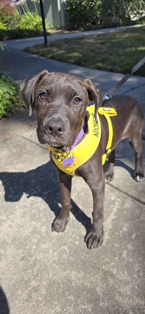 VIVIAN - Terrier for adoption in Sunnyvale