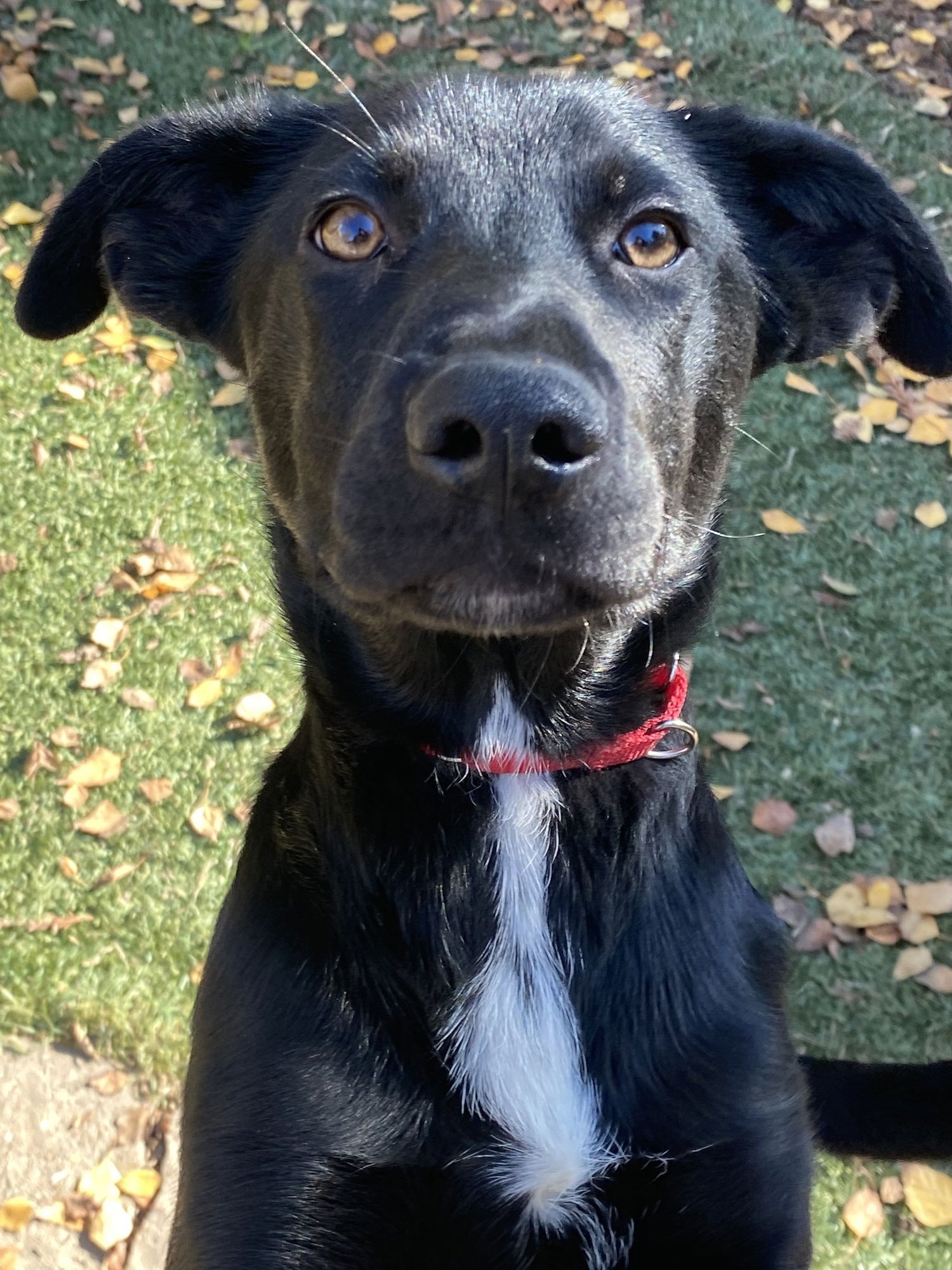 LOTTIE - Retriever available for adoption