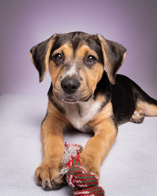 LALA - Pit Bull Terrier available for adoption