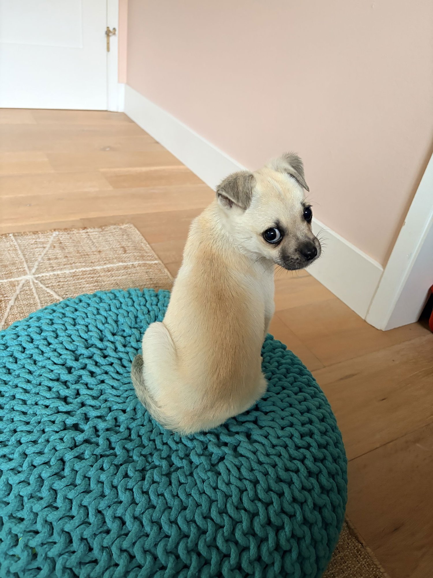 PUMPKIN - Pug / Chihuahua available for adoption