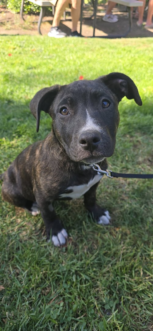 NOVA - Pit Bull Terrier for adoption in Sunnyvale