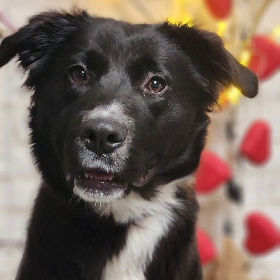 PENNY - Border Collie available for adoption