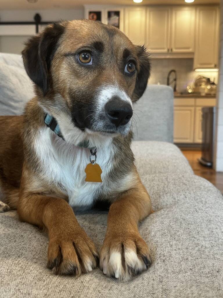 BRIE - Border Collie / Shepherd available for adoption