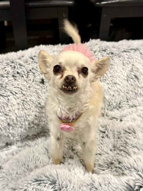 SOPHIE - Chihuahua for adoption in Sunnyvale