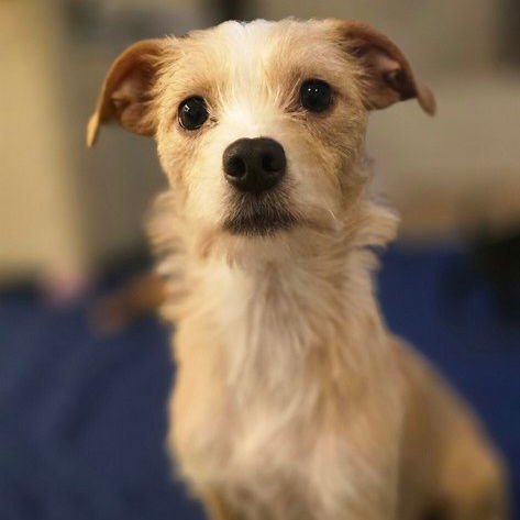HOLLY - Terrier available for adoption