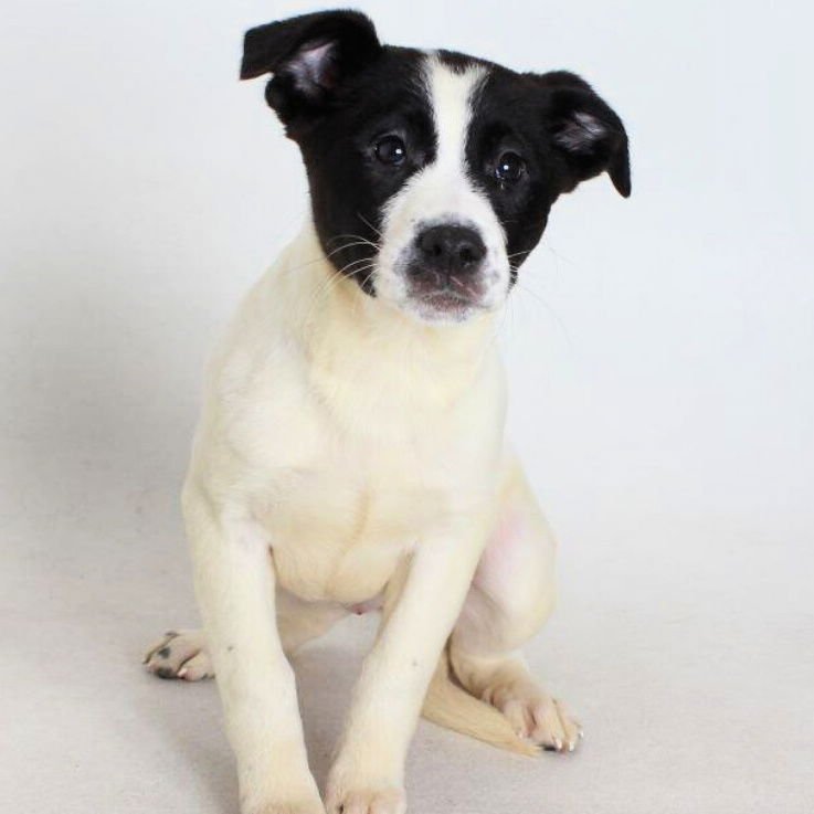 OLIVIA - Border Collie available for adoption