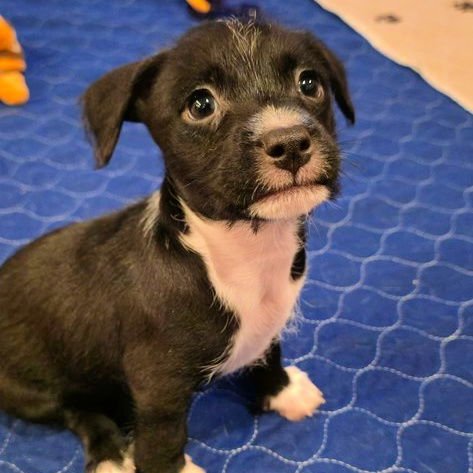 WAFFLE - Chihuahua / Terrier available for adoption