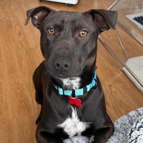 BENSON - Pit Bull Terrier available for adoption