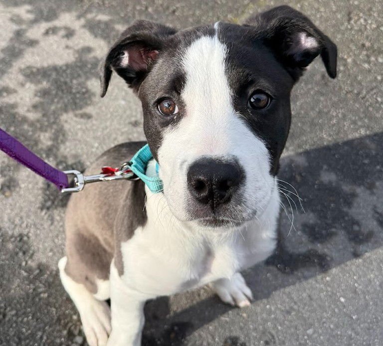 ARTHUR - Border Collie / Pit Bull Terrier available for adoption