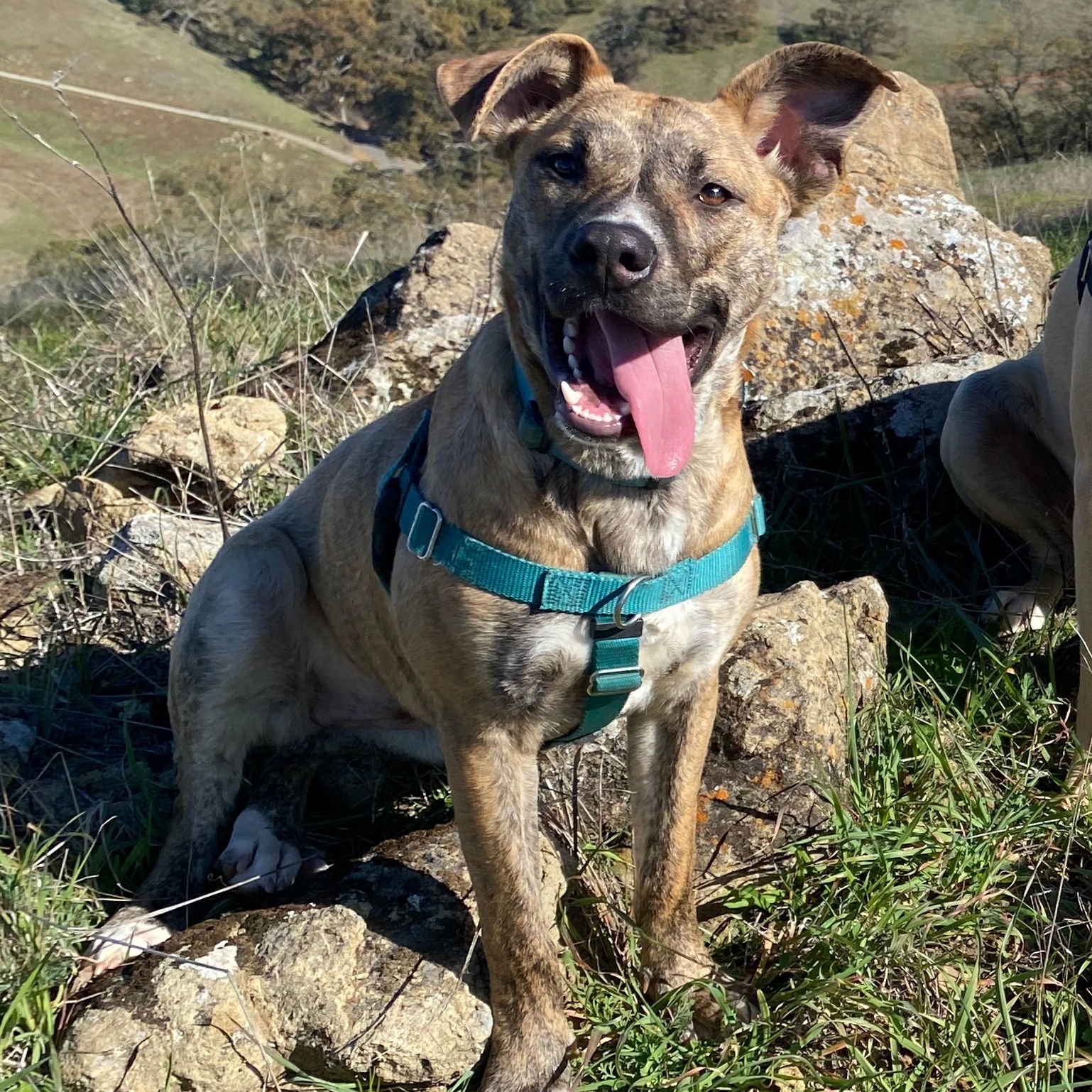 DEMI - Pit Bull Terrier available for adoption