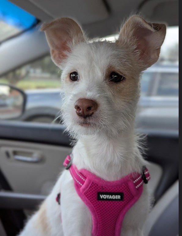 LUNA - Terrier available for adoption