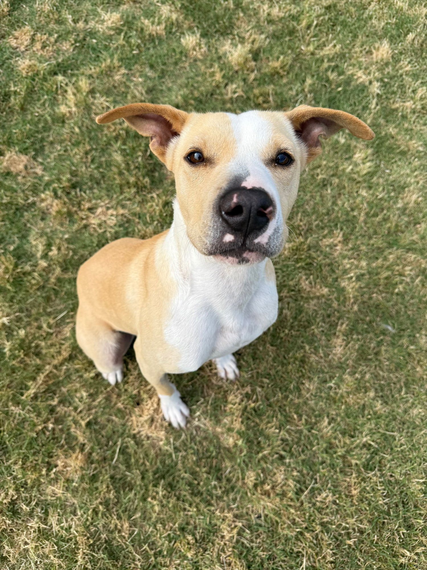 SUMMER - Pit Bull Terrier available for adoption