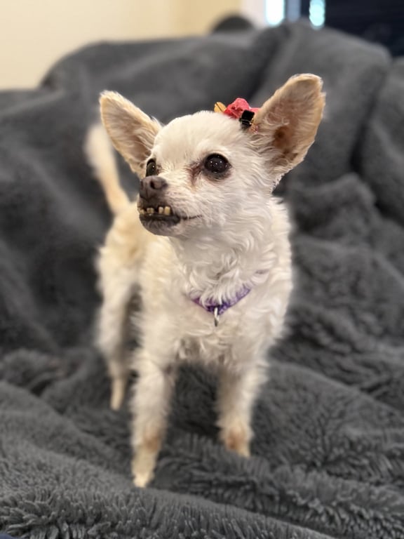 Sophie Image