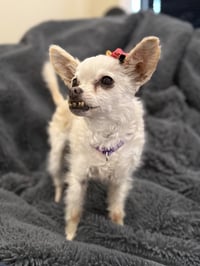 Sophie - Photo 1