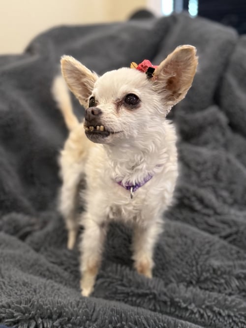 SOPHIE - Chihuahua for adoption in Sunnyvale