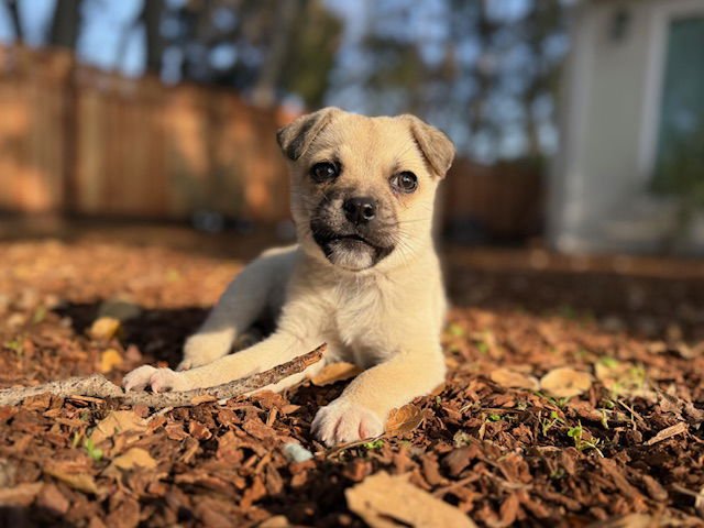 GILBERT - Chihuahua available for adoption