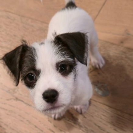 OREO - Chihuahua / Terrier available for adoption