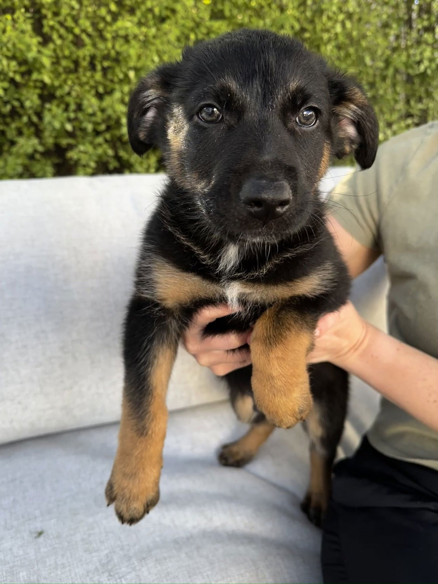 PEPPER JACK - Border Collie / Shepherd available for adoption