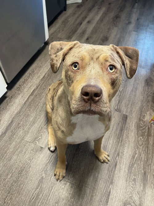 HATTIE - Pit Bull Terrier for adoption in Sunnyvale