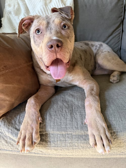 HATTIE - Pit Bull Terrier available for adoption