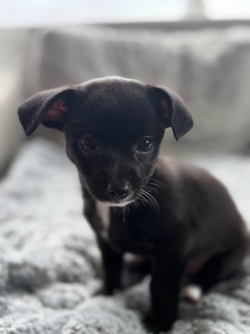 BELLA