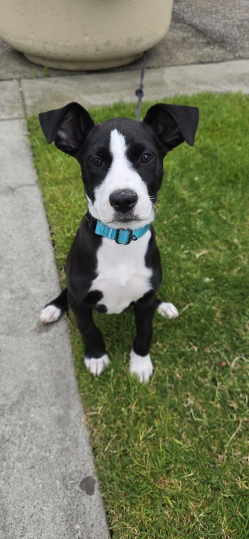 POLLY - Border Collie / American Pit Bull Terrier for adoption in Sunnyvale