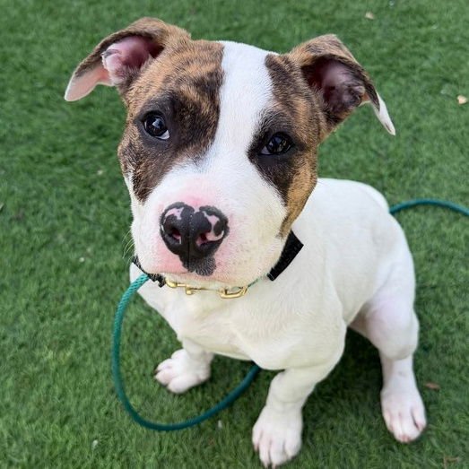 DAISY - Bulldog / Pit Bull Terrier available for adoption