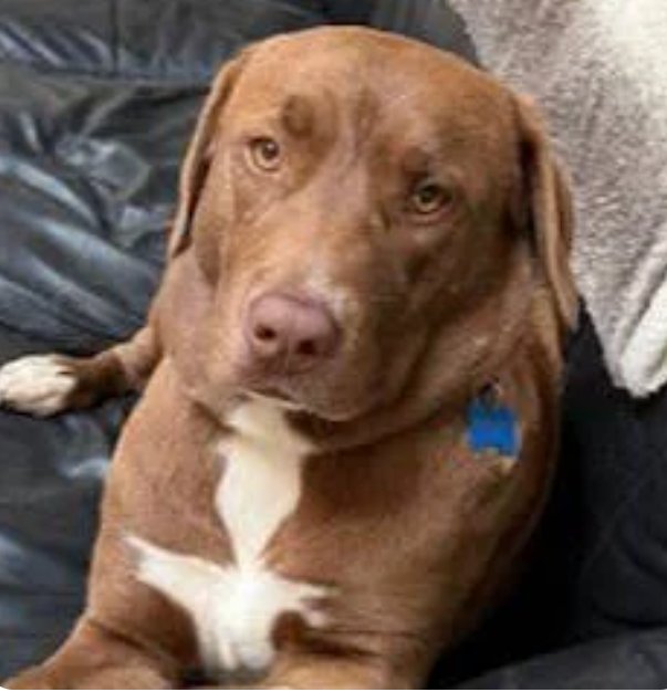 EDITH - Chocolate Labrador Retriever available for adoption