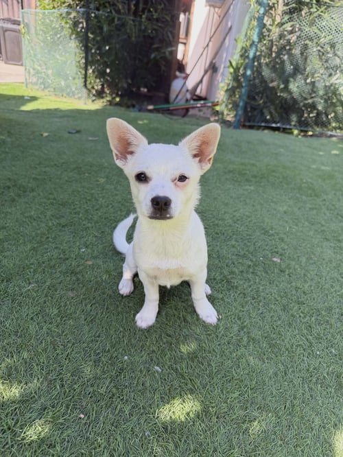 KAREN - Terrier available for adoption