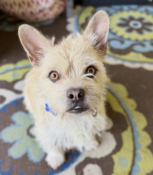 ELSA - Terrier available for adoption