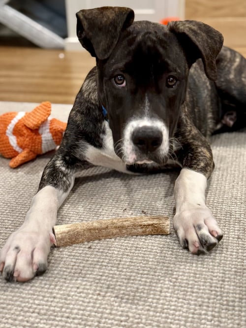 JESSE - Hound / Pit Bull Terrier for adoption in Sunnyvale