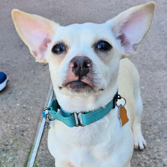 OPAL - French Bulldog / Dachshund available for adoption