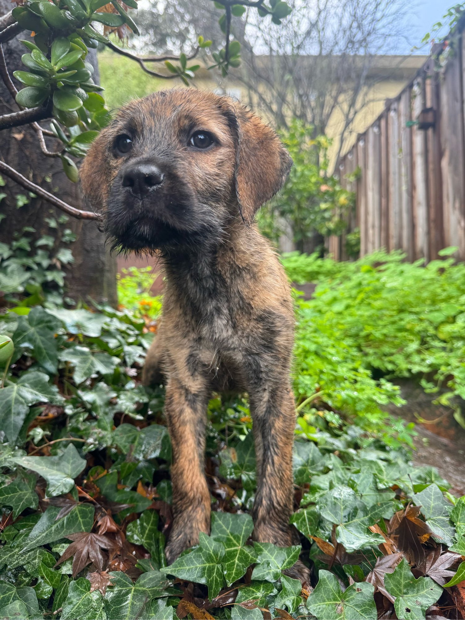 FRANK - Terrier / Boxer available for adoption