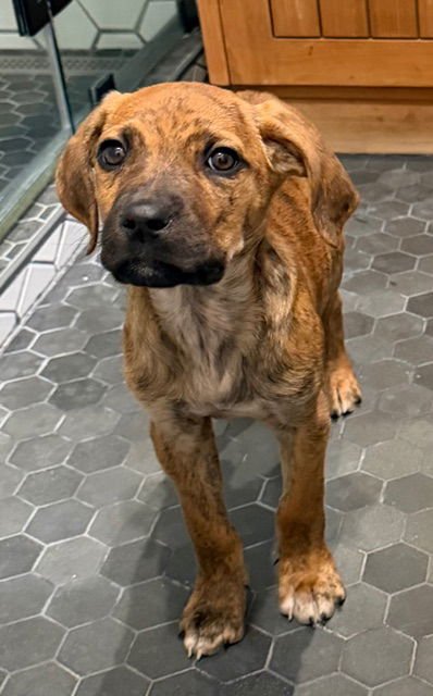 ROXY - Pointer / Boxer available for adoption