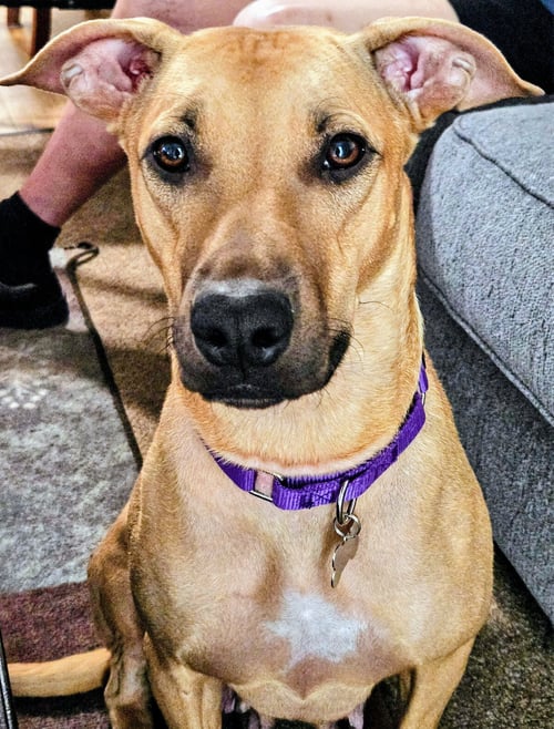 HONEY - Pit Bull Terrier / Shepherd available for adoption