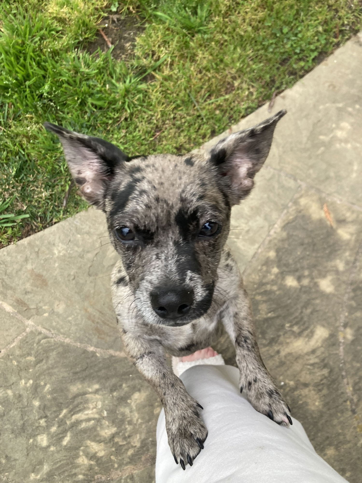 TOMMY - French Bulldog / Chihuahua available for adoption