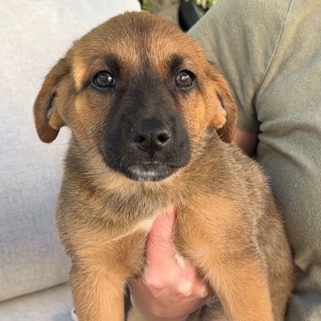 RICOTTA - Border Collie / Shepherd available for adoption