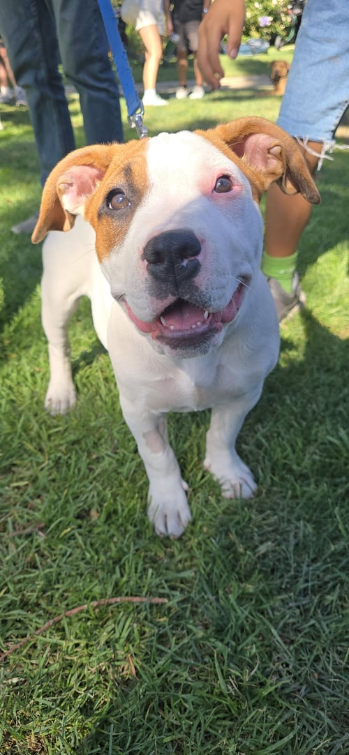 STAR - Pit Bull Terrier available for adoption