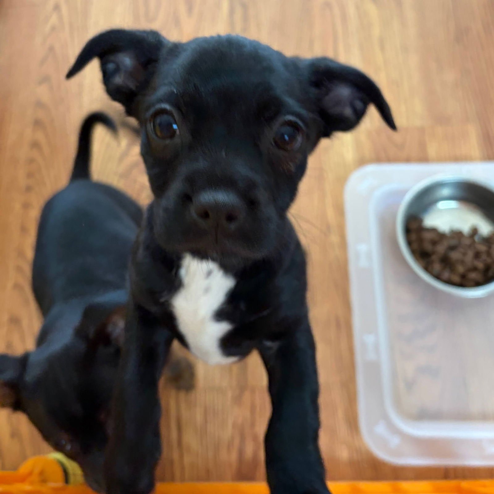 BACON - Chihuahua / Dachshund available for adoption