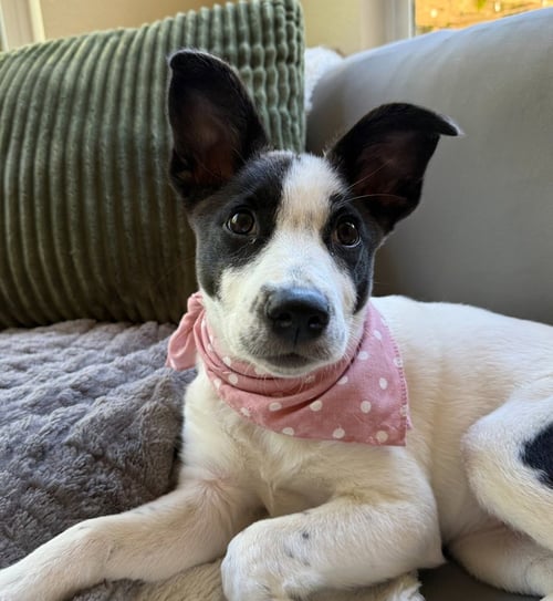 MAE - Cattle Dog available for adoption