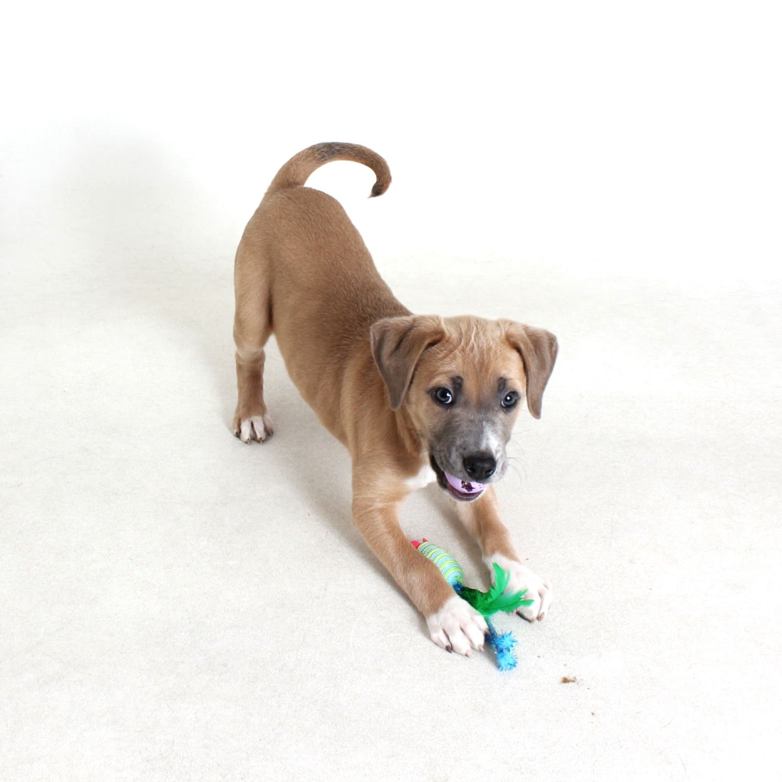 JASPER - Pit Bull Terrier available for adoption