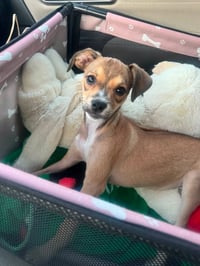 Daisy - Photo 1