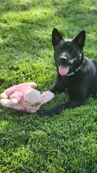Shenzi - Photo 1