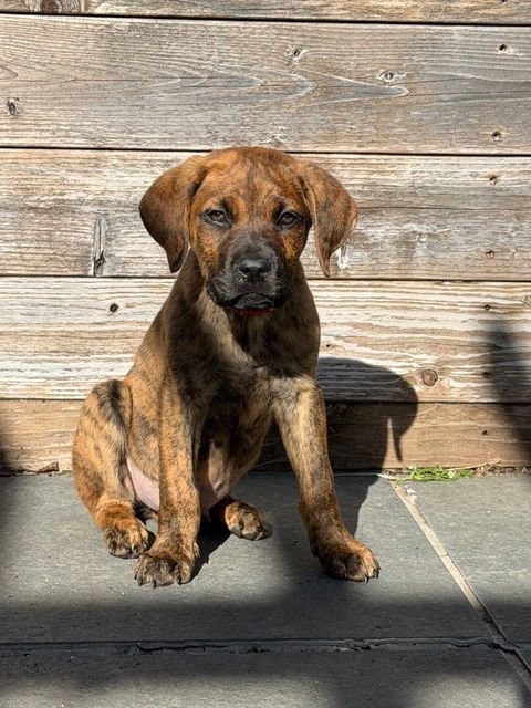 OTIS - Pointer / Boxer available for adoption