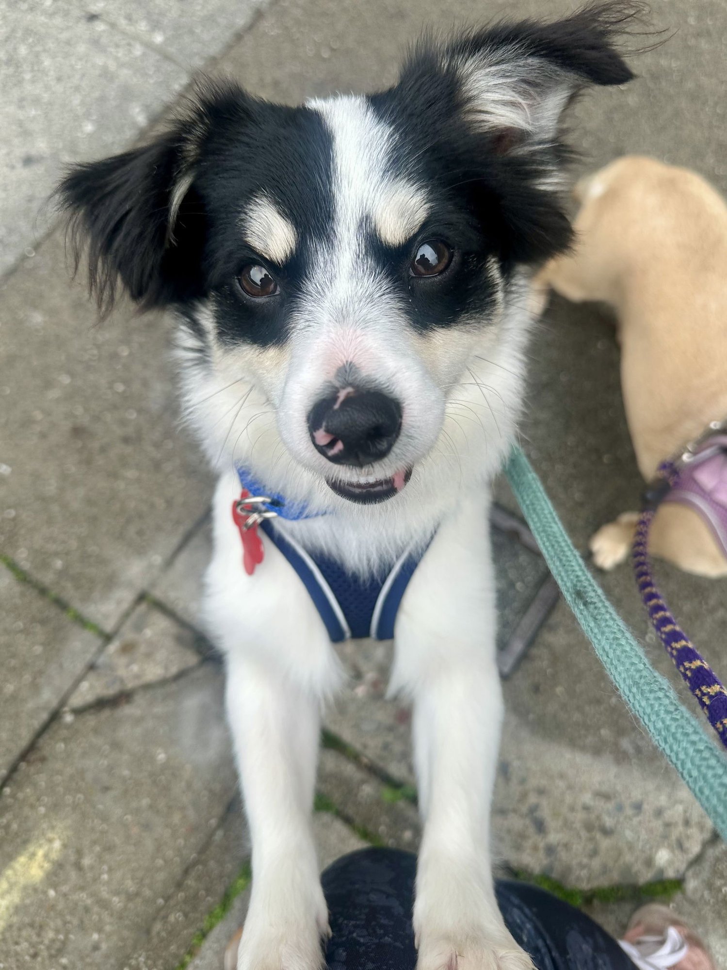 FRODO - Terrier available for adoption