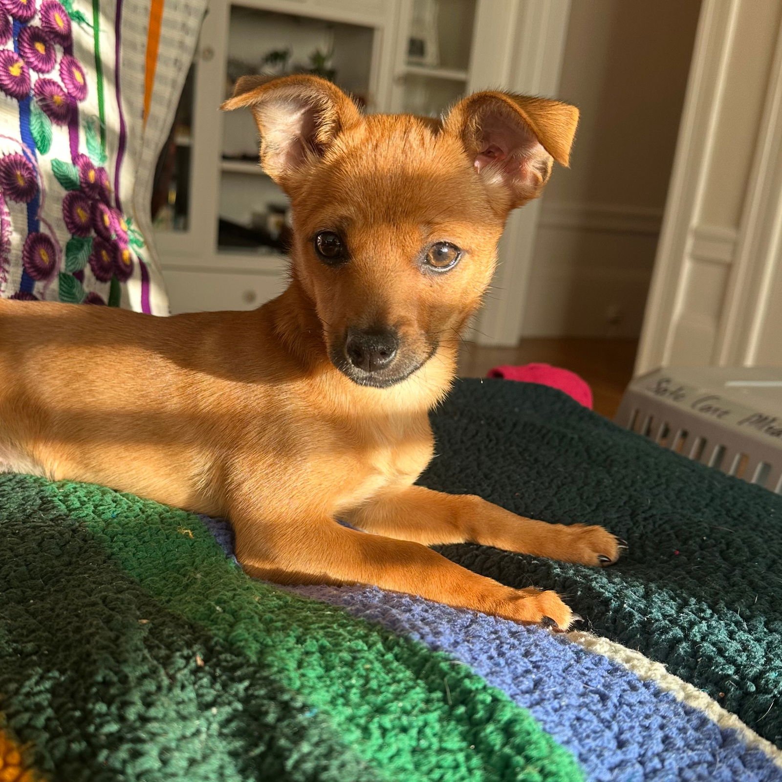 RUBY - Chihuahua / Terrier available for adoption