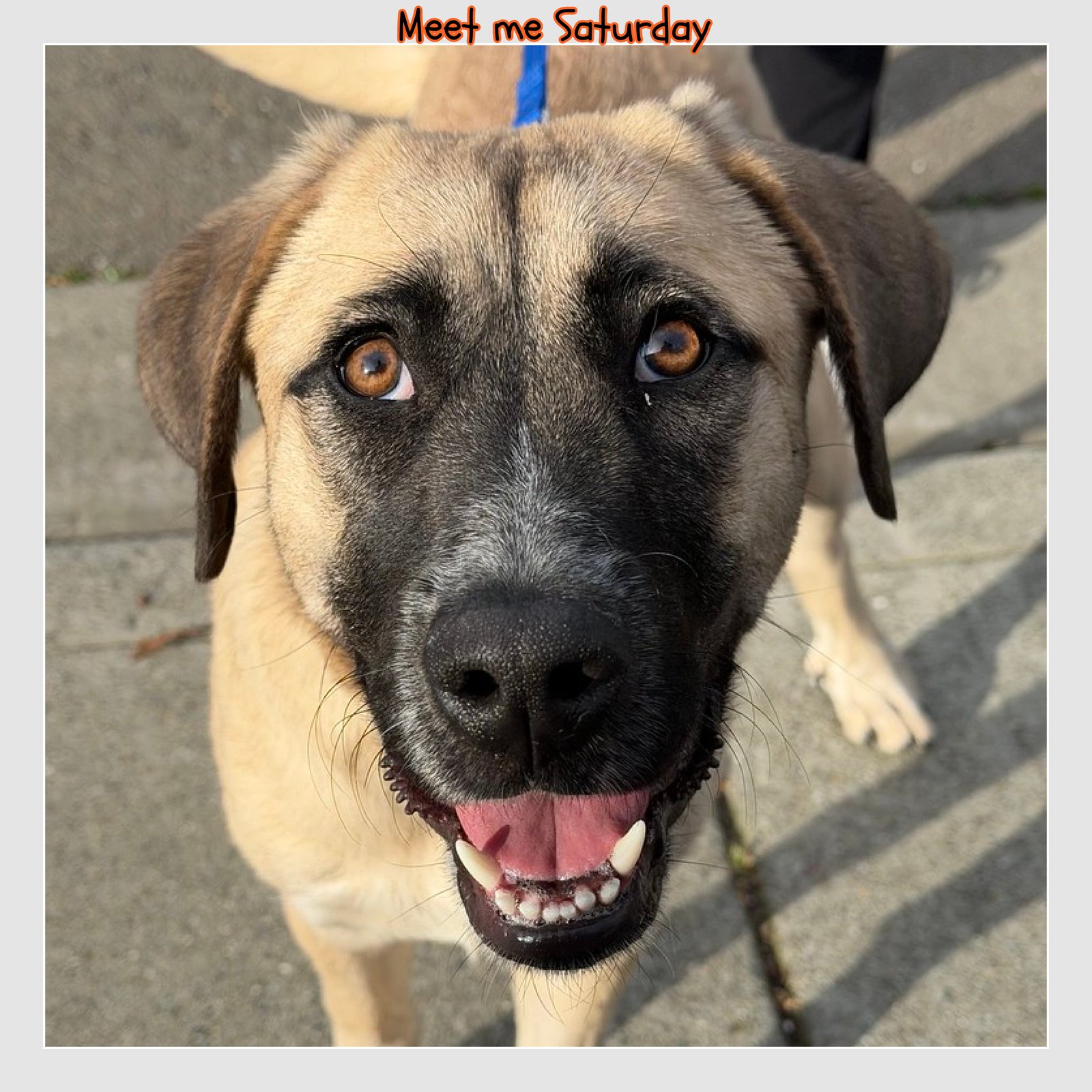 MOCHI - Anatolian Shepherd available for adoption
