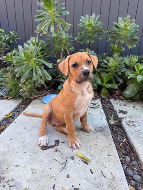 SAWYER - Pit Bull Terrier available for adoption