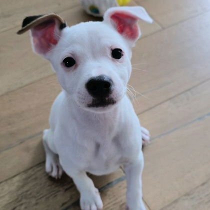MARSHMELLOW - Chihuahua / Terrier available for adoption