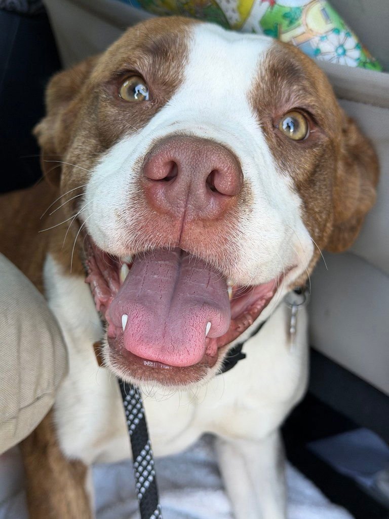 CHLOE - Pit Bull Terrier available for adoption